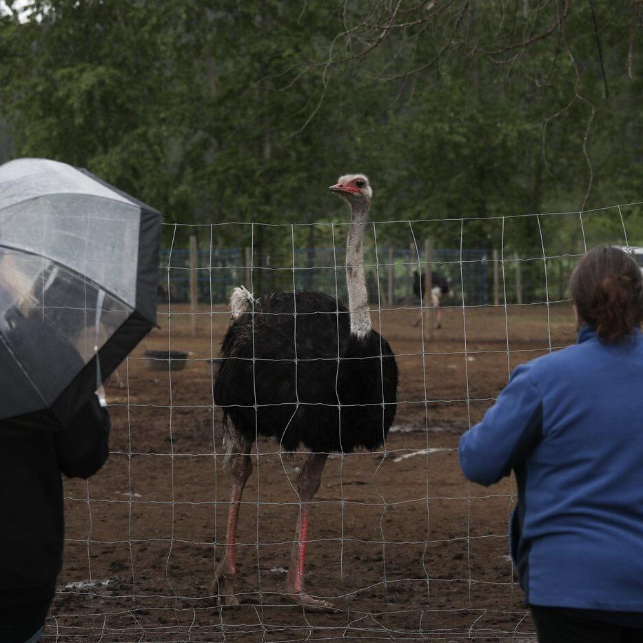 B.C. ostrich farm at heart of avian flu debate upbeat despite looming federal cull